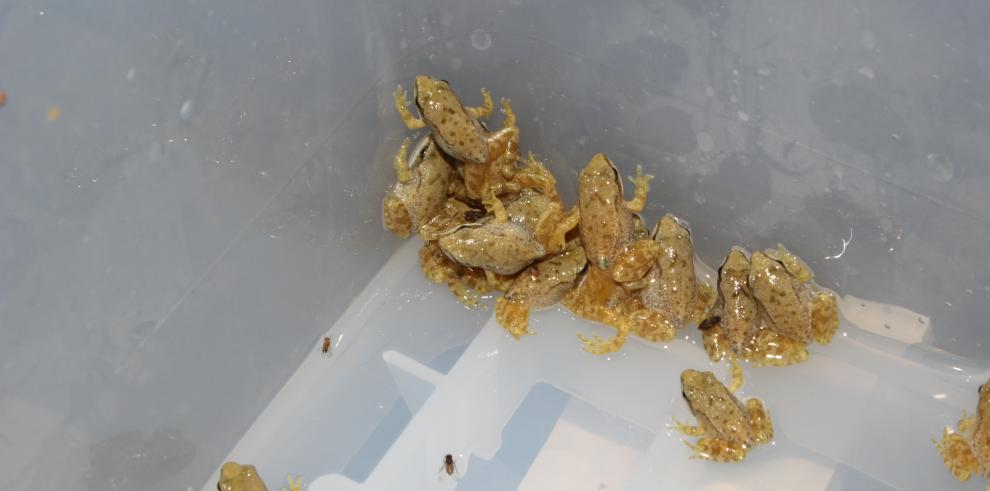 El Gobierno de Aragón y el Acuario de Zaragoza consiguen sacar adelante cerca de 250 ejemplares de rana pirenaica
