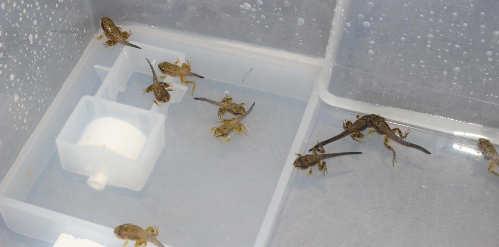 El Gobierno de Aragón y el Acuario de Zaragoza consiguen sacar adelante cerca de 250 ejemplares de rana pirenaica