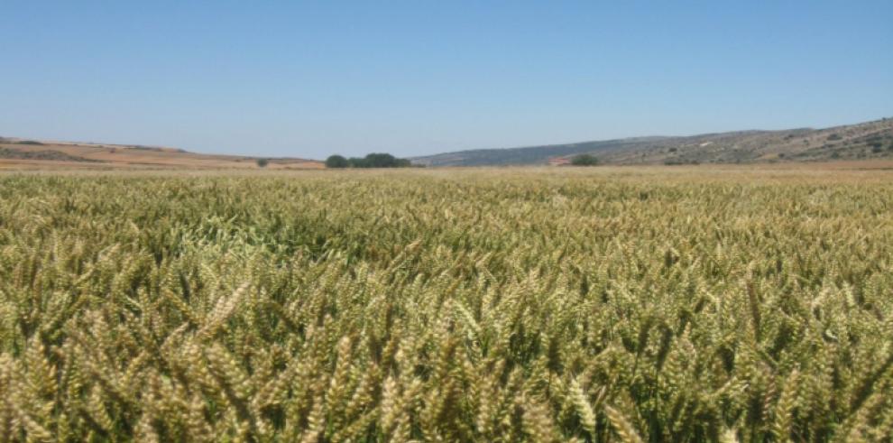El CITA, la Asociación Provincial de Panaderos de Teruel y Cereales Teruel organizan una degustación de productos elaborados en el proyecto Pan de Teruel