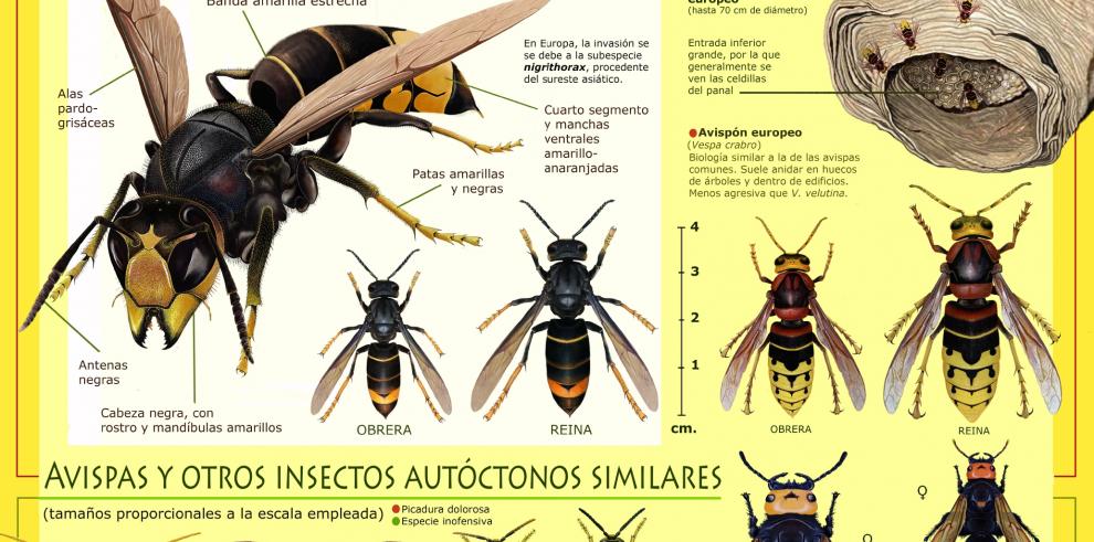 El Gobierno de Aragón difunde nuevo material informativo para diferenciar a la avispa asiática