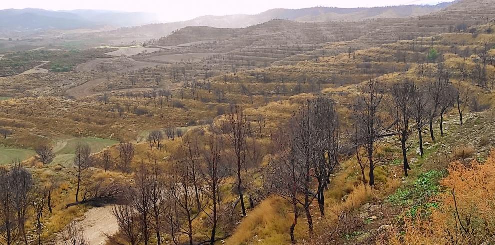 Medio Natural destina 2,6 millones de euros a restaurar zonas afectadas por grandes incendios forestales   