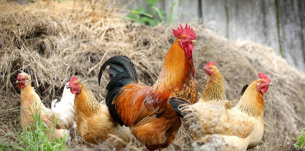 El Gobierno de Aragón establece medidas extraordinarias para prevenir la llegada de la gripe aviar