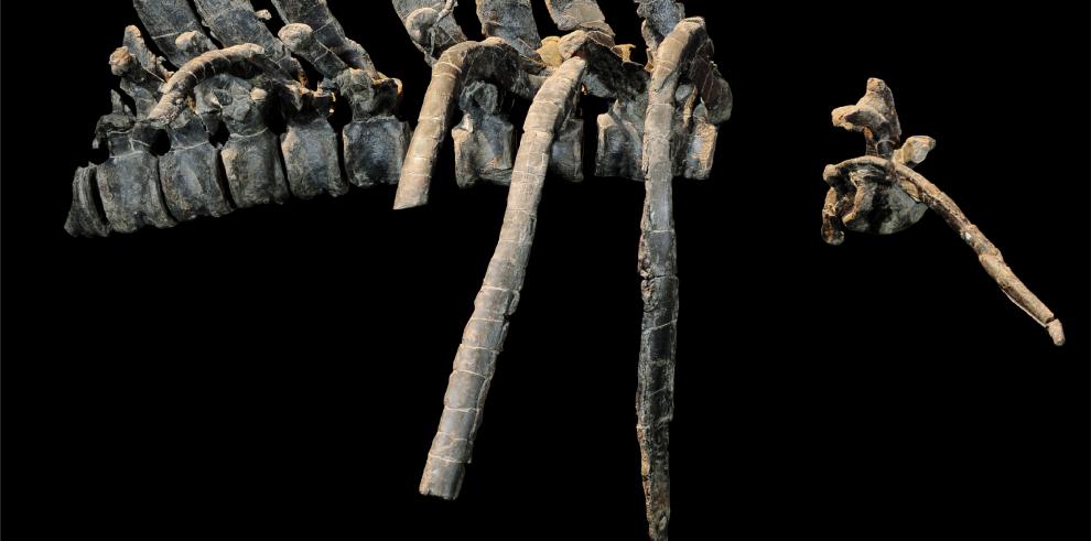 Paleontólogos de Dinópolis ofrecen nuevos datos sobre los restos de un dinosaurio encontrado en Aliaga