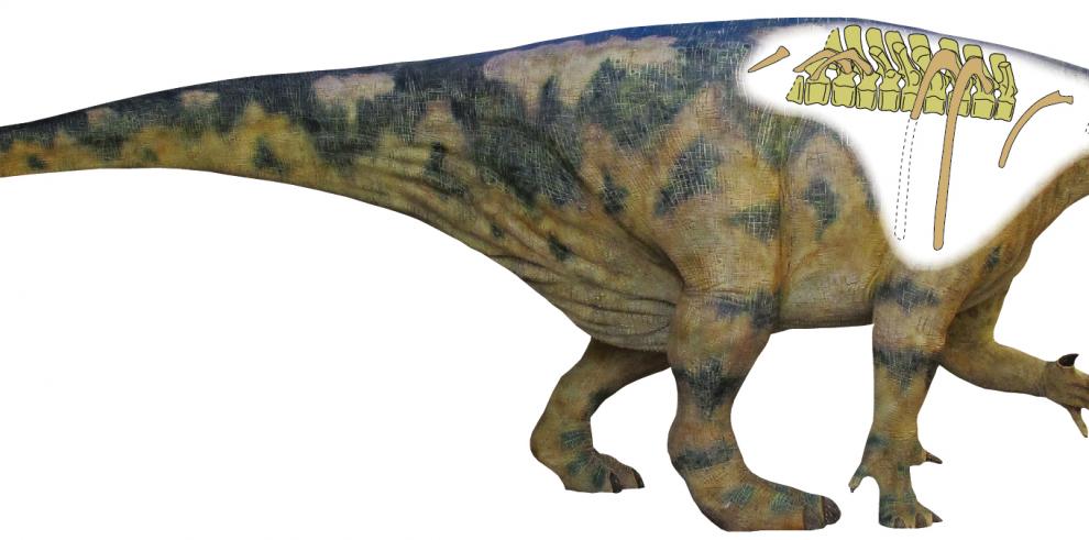 Paleontólogos de Dinópolis ofrecen nuevos datos sobre los restos de un dinosaurio encontrado en Aliaga
