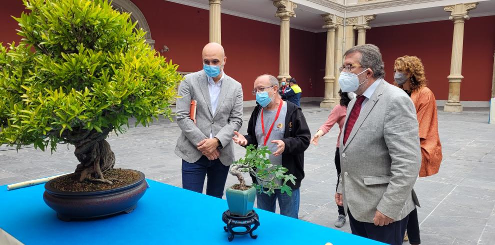 El Museo de Zaragoza se llena de naturaleza con una exposición de bonsáis