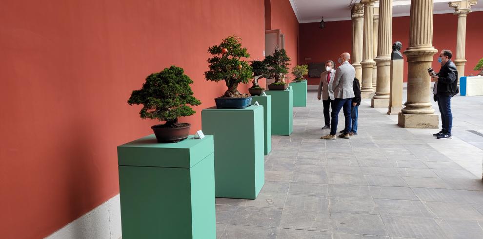 El Museo de Zaragoza se llena de naturaleza con una exposición de bonsáis