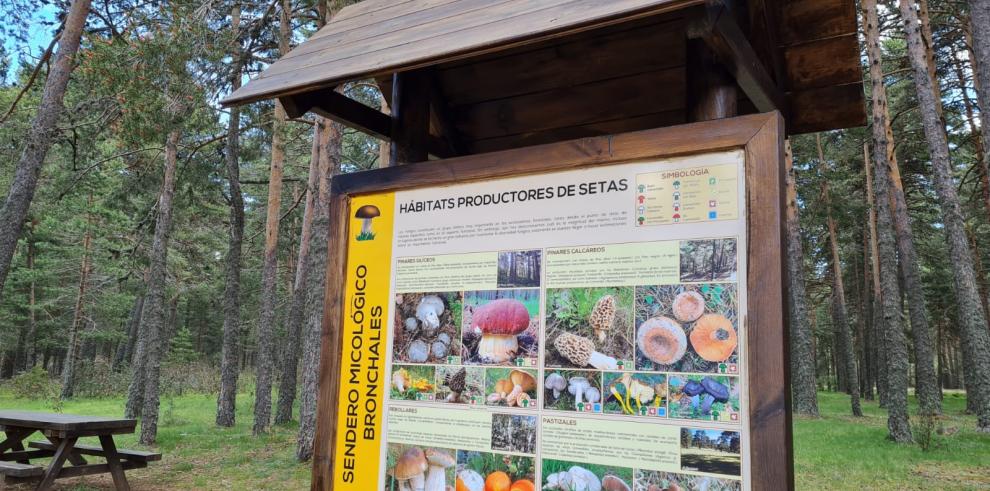 Nace MicoAragón con el compromiso del Gobierno de Aragón de convertirse en el órgano de referencia en la gestión de los recursos micológicos en la Comunidad