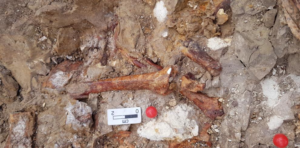 Fósiles de mamíferos a “un paso” de la ciudad de Teruel