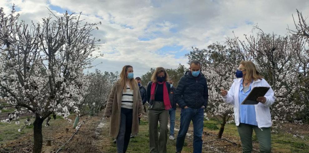 Maru Díaz: “Aragón lidera el desarrollo de las variedades modernas de almendro en todo el mundo gracias a la investigación del CITA” 