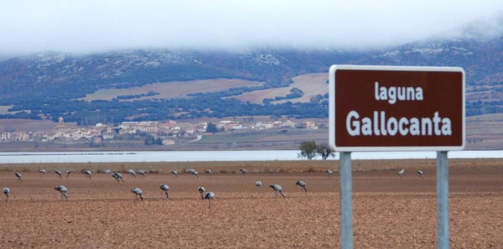 Regresan las rutas guiadas para observar las grullas en Gallocanta tras el éxito de participación en otoño