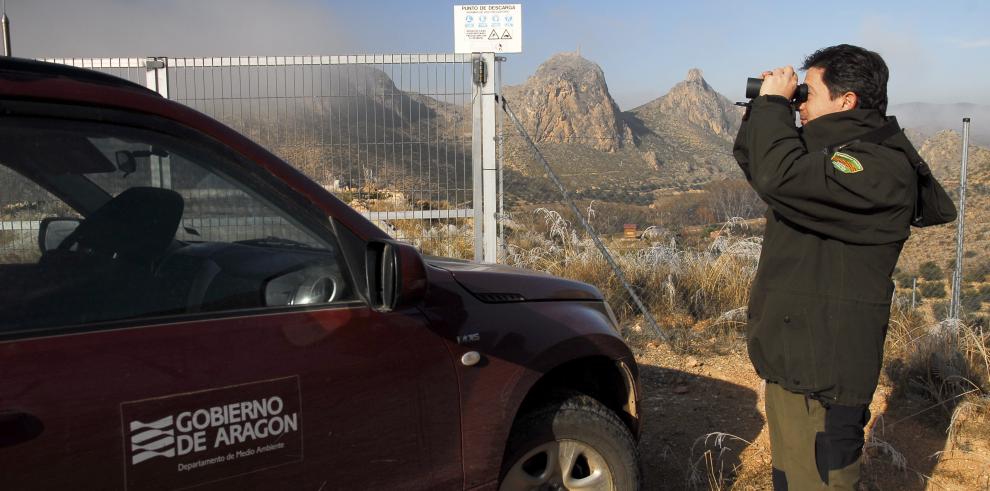 Agentes de Protección de la Naturaleza elaboran un censo simultáneo de buitre leonado en los muladares de Aragón