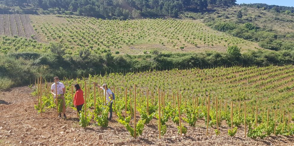 El Gobierno de Aragón lanza una estrategia para poner en valor el sector del vino a través del talento de sus profesionales