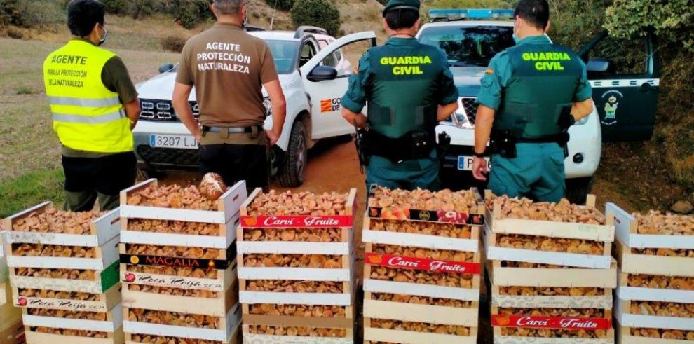 Intervenidos más de 160 kilos de rebollones en Villalengua