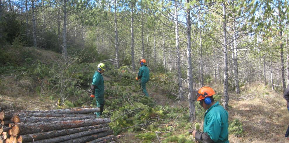 Gestión Forestal trabaja para acondicionar y repoblar los montes de la Comarca Cuencas Mineras