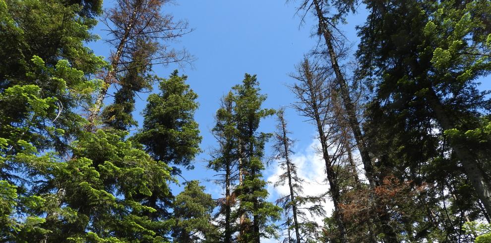 Desarrollo Rural e Instituto Pirenaico de Ecología llevarán a cabo un proyecto de investigación para luchar contra el decaimiento de los bosques