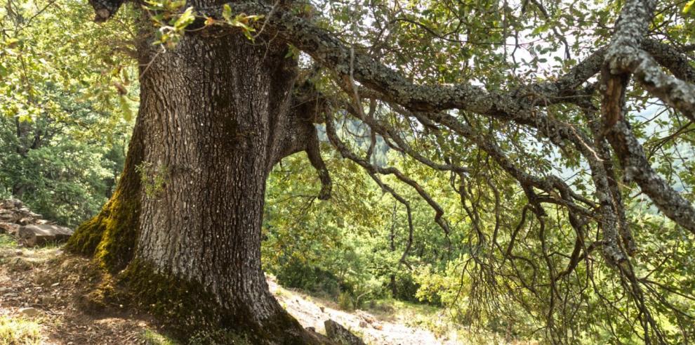 La protección de un árbol y una arboleda en Broto se someten a información pública