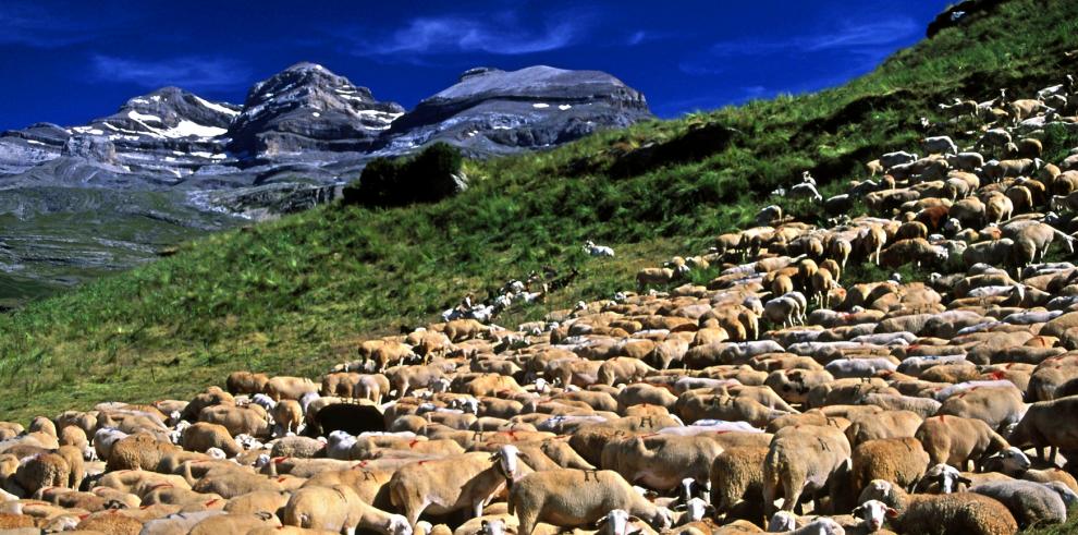 La Reserva de la Biosfera Ordesa-Viñamala coordina un grupo operativo de ganadería extensiva para el Pirineo