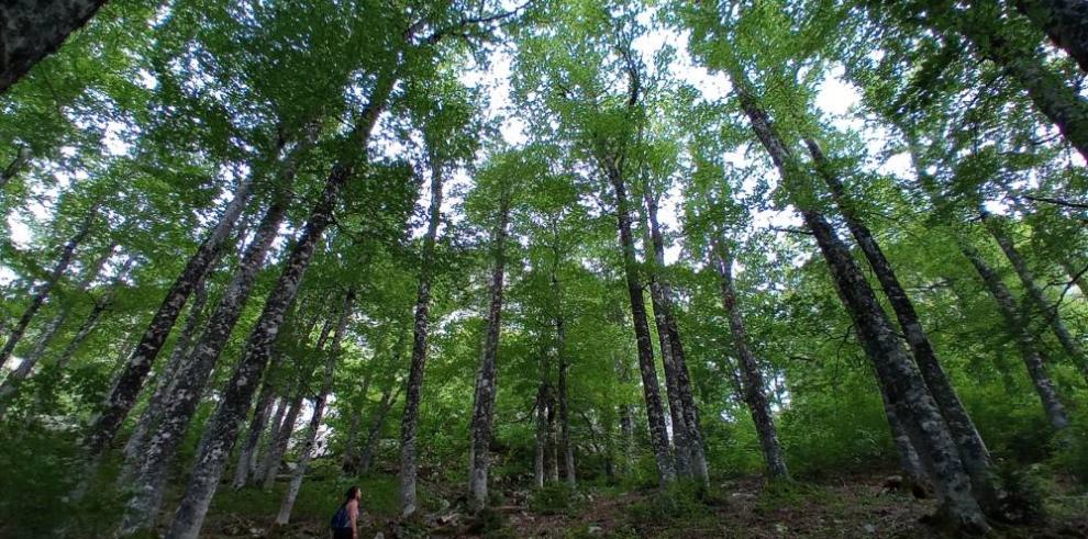 Paseos guiados a través de los sentidos y las emociones para celebrar el Día Internacional de los bosques