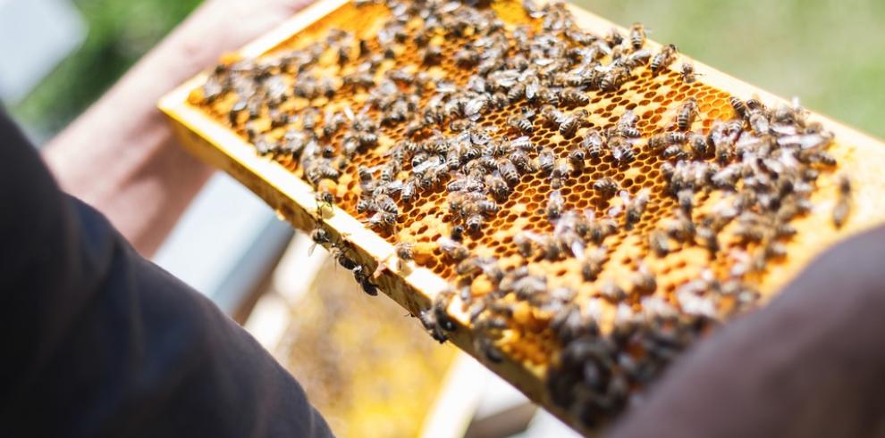 El proyecto Techoney quiere mejorar el posicionamiento de los pequeños productores de miel en mercados locales e internacionales