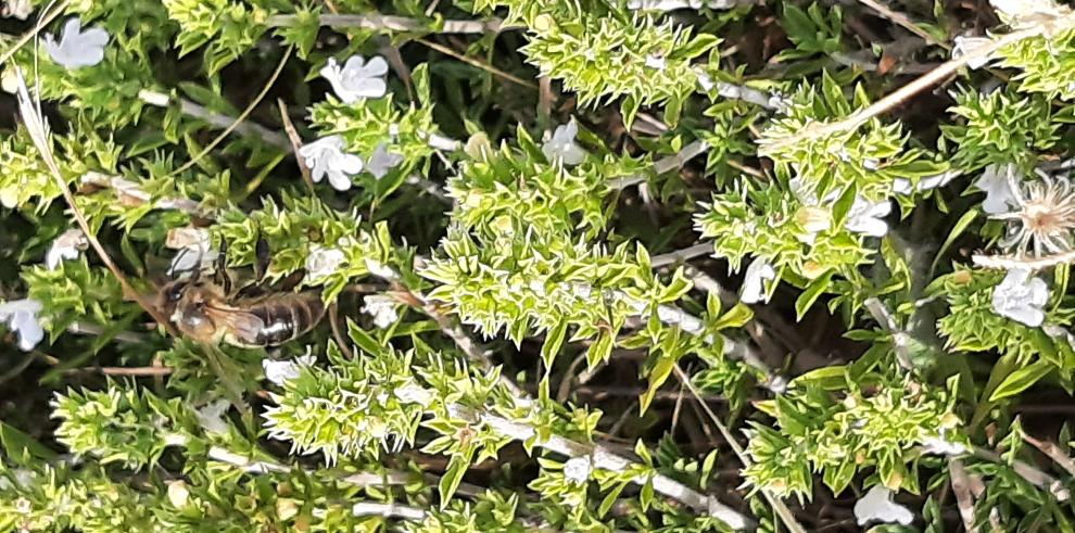 Ajedrea (S. montana), una de las especies de plantas aromáticas y medicinales preseleccionada para el cultivo en BIOVALOR