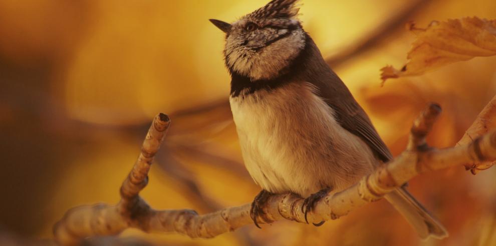 En Aragón habitan más de 300 especies de aves.