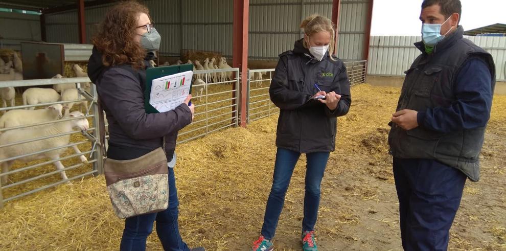 Investigadores del CITA en una explotación de ganadería ovina.