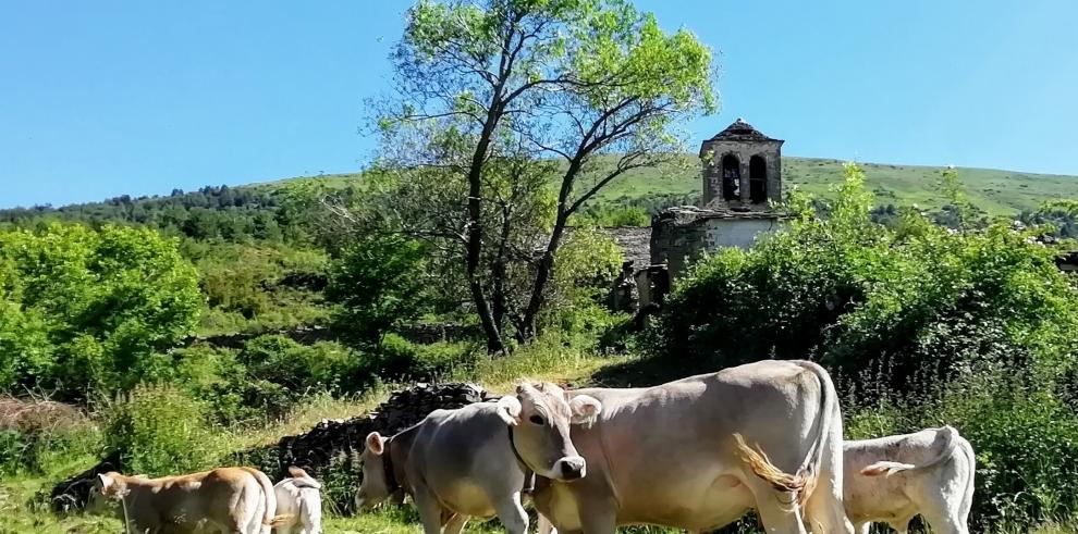 Los ganaderos beneficiarios del programa suman un censo cercano a las 5000 vacas nodrizas.