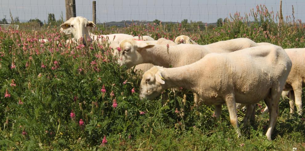 Varios de los trabajos que se presentarán en el congreso están relacionados con el ganado ovino.