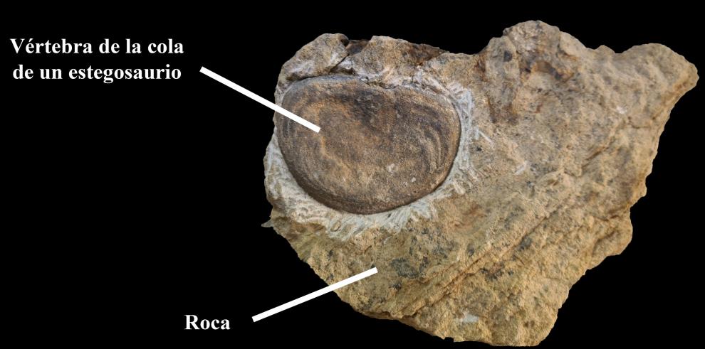 Una de las vértebras caudales de un dinosaurio estegosaurio procedente de Riodeva durante su proceso de extracción de la roca.