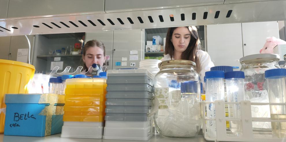 Las ayudas del Gobierno de Aragón permitirán la contratación de 65 investigadores predoctorales durante los próximos cuatro años.
